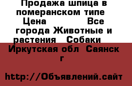 Продажа шпица в померанском типе › Цена ­ 20 000 - Все города Животные и растения » Собаки   . Иркутская обл.,Саянск г.